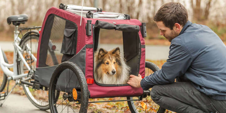 fahrradanhaenger hund im herbst